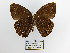  (Euptychia sp - CP Lep 1504)  @13 [ ] CreativeCommons - Attribution Non-Commercial Share-Alike (2018) SNSB, Staatliche Naturwissenschaftliche Sammlungen Bayerns ZSM (SNSB, Zoologische Staatssammlung Muenchen)