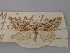 ( - BC ZFMK LepTyp 0003)  @11 [ ] Copyright (2010) Axel Hausmann/Bavarian State Collection of Zoology (ZSM) Zoological Research Museum Alexander Koenig