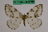  (Abraxas grossulariata dsungarica - BC ZFMK Lep 00753)  @11 [ ] Copyright (2010) Dr. D. Stuening Zoological Research Museum Alexander Koenig