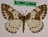  (Abraxas grossulariata notabilis - BC ZFMK Lep 00754)  @11 [ ] Copyright (2010) Dr. D. Stuening Zoological Research Museum Alexander Koenig