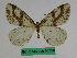  (Abraxas rhusiocirra - BC ZFMK Lep 00758)  @11 [ ] Copyright (2010) Dr. D. Stuening Zoological Research Museum Alexander Koenig