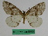  (Abraxas propsara - BC ZFMK Lep 00760)  @11 [ ] Copyright (2010) Dr. D. Stuening Zoological Research Museum Alexander Koenig