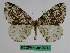  (Abraxas perchaotica - BC ZFMK Lep 00764)  @11 [ ] Copyright (2010) Dr. D. Stuening Zoological Research Museum Alexander Koenig