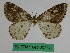  (Abraxas calypta - BC ZFMK Lep 00773)  @11 [ ] Copyright (2010) Dr. D. Stuening Zoological Research Museum Alexander Koenig