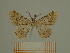  (Gnopharmia erema - BC ZFMK Lep 00785)  @11 [ ] Copyright (2010) Dr. D. Stuening BMNH (Natural history museum London)
