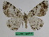  (Medasina contaminata - BC ZFMK Lep 00795)  @11 [ ] Copyright (2010) Dr. D. Stuening Zoological Research Museum Alexander Koenig