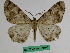  (Medasina pelia - BC ZFMK Lep 00796)  @11 [ ] Copyright (2010) Dr. D. Stuening Zoological Research Museum Alexander Koenig