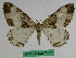  (Medasina characta - BC ZFMK Lep 00797)  @11 [ ] Copyright (2010) Dr. D. Stuening Zoological Research Museum Alexander Koenig
