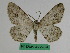  (Medasina albidaria - BC ZFMK Lep 00798)  @11 [ ] Copyright (2010) Dr. D. Stuening Zoological Research Museum Alexander Koenig