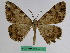  (Medasina stolidaria - BC ZFMK Lep 00799)  @11 [ ] Copyright (2010) Dr. D. Stuening Zoological Research Museum Alexander Koenig