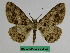  (Medasina parallela - BC ZFMK Lep 00802)  @11 [ ] Copyright (2010) Dr. D. Stuening Zoological Research Museum Alexander Koenig