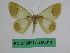  (Plutodes chrysostigma - BC ZFMK Lep 00811)  @13 [ ] Copyright (2010) Dr. D. Stuening Zoological Research Museum Alexander Koenig