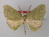  ( - BC ZSM LepTyp 0011)  @11 [ ] CreativeCommons - Attribution Non-Commercial Share-Alike (2010) Axel Hausmann/Bavarian State Collection of Zoology (ZSM) SNSB, Zoologische Staatssammlung Muenchen