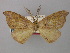  (Hypochrosis arnecornelii - BC ZSM LepTyp 0014)  @14 [ ] CreativeCommons - Attribution Non-Commercial Share-Alike (2010) Axel Hausmann/Bavarian State Collection of Zoology (ZSM) SNSB, Zoologische Staatssammlung Muenchen