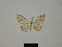  (Idaea lusohispanica - BC ZSM Lep 77854)  @11 [ ] CreativeCommons - Attribution Non-Commercial Share-Alike (2013) Axel Hausmann/Bavarian State Collection of Zoology (ZSM) SNSB, Zoologische Staatssammlung Muenchen