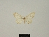  (Idaea calunetaria - BC ZSM Lep 77855)  @11 [ ] CreativeCommons - Attribution Non-Commercial Share-Alike (2013) Axel Hausmann/Bavarian State Collection of Zoology (ZSM) SNSB, Zoologische Staatssammlung Muenchen