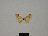  (Idaea daucina - BC ZSM Lep 77862)  @11 [ ] CreativeCommons - Attribution Non-Commercial Share-Alike (2013) Axel Hausmann/Bavarian State Collection of Zoology (ZSM) SNSB, Zoologische Staatssammlung Muenchen
