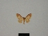  (Idaea maisongrossei - BC ZSM Lep 77863)  @11 [ ] CreativeCommons - Attribution Non-Commercial Share-Alike (2013) Axel Hausmann/Bavarian State Collection of Zoology (ZSM) SNSB, Zoologische Staatssammlung Muenchen