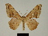  (Xenimpia tetracantha - BC ZSM Lep 81151)  @11 [ ] CreativeCommons - Attribution Non-Commercial Share-Alike (2014) Axel Hausmann/Bavarian State Collection of Zoology (ZSM) SNSB, Zoologische Staatssammlung Muenchen