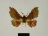  (Sphingomima ilicina - BC ZSM Lep 81166)  @11 [ ] CreativeCommons - Attribution Non-Commercial Share-Alike (2014) Axel Hausmann/Bavarian State Collection of Zoology (ZSM) SNSB, Zoologische Staatssammlung Muenchen