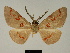  (Hypochrosis sanguiniscripta - BC ZSM Lep 81175)  @11 [ ] CreativeCommons - Attribution Non-Commercial Share-Alike (2014) Axel Hausmann/Bavarian State Collection of Zoology (ZSM) SNSB, Zoologische Staatssammlung Muenchen