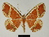  (Certima discrepans - BC ZSM Lep 81184)  @11 [ ] CreativeCommons - Attribution Non-Commercial Share-Alike (2014) Axel Hausmann/Bavarian State Collection of Zoology (ZSM) SNSB, Zoologische Staatssammlung Muenchen