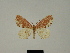 (Microlyces bassa - BC ZSM Lep 81189)  @11 [ ] CreativeCommons - Attribution Non-Commercial Share-Alike (2014) Axel Hausmann/Bavarian State Collection of Zoology (ZSM) SNSB, Zoologische Staatssammlung Muenchen