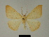  (Xanthisthisa lemairei - BC ZSM Lep 81190)  @11 [ ] CreativeCommons - Attribution Non-Commercial Share-Alike (2014) Axel Hausmann/Bavarian State Collection of Zoology (ZSM) SNSB, Zoologische Staatssammlung Muenchen