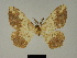  (Colocleora dichroma - BC ZSM Lep 81196)  @11 [ ] CreativeCommons - Attribution Non-Commercial Share-Alike (2014) Axel Hausmann/Bavarian State Collection of Zoology (ZSM) SNSB, Zoologische Staatssammlung Muenchen