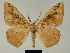  (Colocleora manengouba - BC ZSM Lep 81197)  @11 [ ] CreativeCommons - Attribution Non-Commercial Share-Alike (2014) Axel Hausmann/Bavarian State Collection of Zoology (ZSM) SNSB, Zoologische Staatssammlung Muenchen
