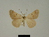  (Itame vincularia - BC ZSM Lep 81207)  @11 [ ] CreativeCommons - Attribution Non-Commercial Share-Alike (2014) Axel Hausmann/Bavarian State Collection of Zoology (ZSM) SNSB, Zoologische Staatssammlung Muenchen