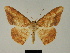  (Luxiaria amasa perochrea - BC ZSM Lep 81210)  @11 [ ] CreativeCommons - Attribution Non-Commercial Share-Alike (2014) Axel Hausmann/Bavarian State Collection of Zoology (ZSM) SNSB, Zoologische Staatssammlung Muenchen