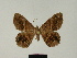  (Chiasmia collaxata - BC ZSM Lep 81228)  @11 [ ] CreativeCommons - Attribution Non-Commercial Share-Alike (2014) Axel Hausmann/Bavarian State Collection of Zoology (ZSM) SNSB, Zoologische Staatssammlung Muenchen