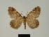  (Chiasmia inouei - BC ZSM Lep 81623)  @11 [ ] CreativeCommons - Attribution Non-Commercial Share-Alike (2014) Axel Hausmann/Bavarian State Collection of Zoology (ZSM) SNSB, Zoologische Staatssammlung Muenchen