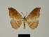  (Milocera umbrosa - BC ZSM Lep 81629)  @11 [ ] CreativeCommons - Attribution Non-Commercial Share-Alike (2014) Axel Hausmann/Bavarian State Collection of Zoology (ZSM) SNSB, Zoologische Staatssammlung Muenchen