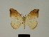  ( - BC ZSM Lep 81630)  @11 [ ] CreativeCommons - Attribution Non-Commercial Share-Alike (2014) Axel Hausmann/Bavarian State Collection of Zoology (ZSM) SNSB, Zoologische Staatssammlung Muenchen