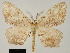  (Mesothisa tanala - BC ZSM Lep 81641)  @11 [ ] CreativeCommons - Attribution Non-Commercial Share-Alike (2014) Axel Hausmann/Bavarian State Collection of Zoology (ZSM) SNSB, Zoologische Staatssammlung Muenchen