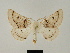  (Dyscia distinctaria - BC ZSM Lep 81644)  @11 [ ] CreativeCommons - Attribution Non-Commercial Share-Alike (2014) Axel Hausmann/Bavarian State Collection of Zoology (ZSM) SNSB, Zoologische Staatssammlung Muenchen