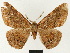  (Betulodes morenoi - BC ZSM Lep 81648)  @11 [ ] CreativeCommons - Attribution Non-Commercial Share-Alike (2014) Axel Hausmann/Bavarian State Collection of Zoology (ZSM) SNSB, Zoologische Staatssammlung Muenchen