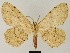  ( - BC ZSM Lep 81649)  @11 [ ] CreativeCommons - Attribution Non-Commercial Share-Alike (2014) Axel Hausmann/Bavarian State Collection of Zoology (ZSM) SNSB, Zoologische Staatssammlung Muenchen