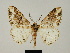  (Colocleora lambillioni - BC ZSM Lep 81651)  @11 [ ] CreativeCommons - Attribution Non-Commercial Share-Alike (2014) Axel Hausmann/Bavarian State Collection of Zoology (ZSM) SNSB, Zoologische Staatssammlung Muenchen