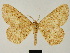  (Colocleora ingloriosa - BC ZSM Lep 81652)  @11 [ ] CreativeCommons - Attribution Non-Commercial Share-Alike (2014) Axel Hausmann/Bavarian State Collection of Zoology (ZSM) SNSB, Zoologische Staatssammlung Muenchen