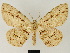  ( - BC ZSM Lep 81655)  @11 [ ] CreativeCommons - Attribution Non-Commercial Share-Alike (2014) Axel Hausmann/Bavarian State Collection of Zoology (ZSM) SNSB, Zoologische Staatssammlung Muenchen