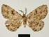  (Colocleora malvina - BC ZSM Lep 81657)  @11 [ ] CreativeCommons - Attribution Non-Commercial Share-Alike (2014) Axel Hausmann/Bavarian State Collection of Zoology (ZSM) SNSB, Zoologische Staatssammlung Muenchen
