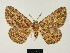  (Colocleora ramosa - BC ZSM Lep 81658)  @11 [ ] CreativeCommons - Attribution Non-Commercial Share-Alike (2014) Axel Hausmann/Bavarian State Collection of Zoology (ZSM) SNSB, Zoologische Staatssammlung Muenchen