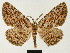  (Colocleora turlini - BC ZSM Lep 81659)  @11 [ ] CreativeCommons - Attribution Non-Commercial Share-Alike (2014) Axel Hausmann/Bavarian State Collection of Zoology (ZSM) SNSB, Zoologische Staatssammlung Muenchen