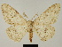  ( - BC ZSM Lep 81661)  @11 [ ] CreativeCommons - Attribution Non-Commercial Share-Alike (2014) Axel Hausmann/Bavarian State Collection of Zoology (ZSM) SNSB, Zoologische Staatssammlung Muenchen