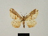  ( - BC ZSM Lep 81662)  @11 [ ] CreativeCommons - Attribution Non-Commercial Share-Alike (2014) Axel Hausmann/Bavarian State Collection of Zoology (ZSM) SNSB, Zoologische Staatssammlung Muenchen