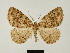  (Menophra alticamerunis - BC ZSM Lep 81665)  @11 [ ] CreativeCommons - Attribution Non-Commercial Share-Alike (2014) Axel Hausmann/Bavarian State Collection of Zoology (ZSM) SNSB, Zoologische Staatssammlung Muenchen