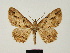  ( - BC ZSM Lep 81668)  @11 [ ] CreativeCommons - Attribution Non-Commercial Share-Alike (2014) Axel Hausmann/Bavarian State Collection of Zoology (ZSM) SNSB, Zoologische Staatssammlung Muenchen